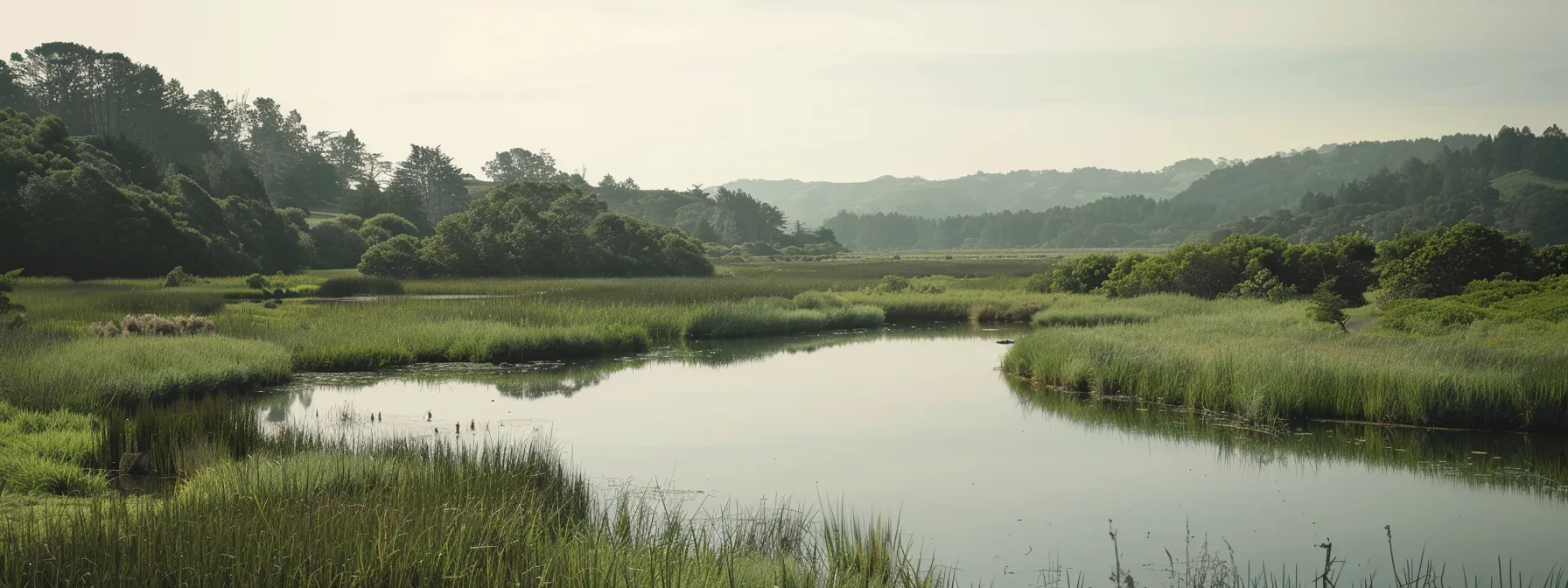 a serene marshland at marin bay park, with lush greenery and tranquil waters reflecting the beauty of nature.